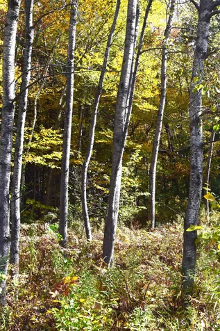 Lot 3 Kentfield Road Whitingham VT 05361