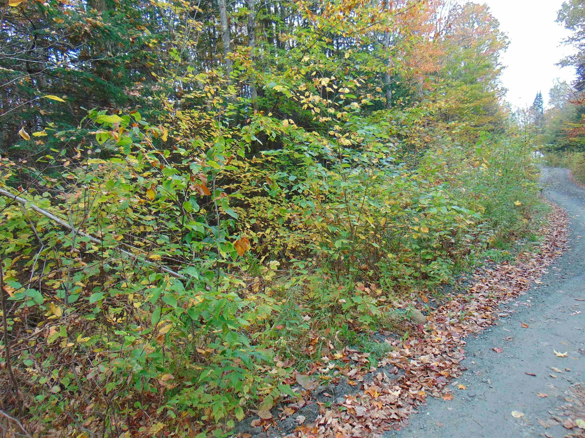 0 Wilderness Road Lunenburg VT 05906