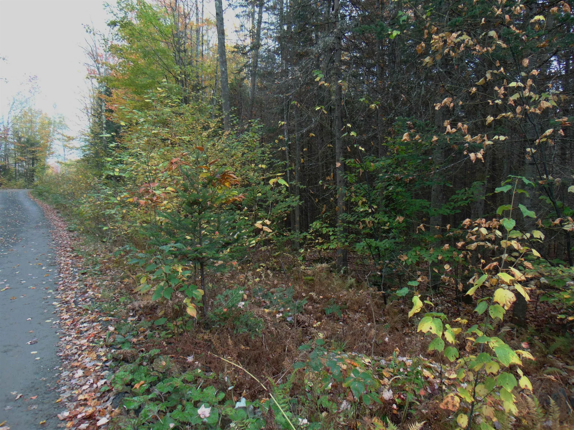 0 Wilderness Road Lunenburg VT 05906