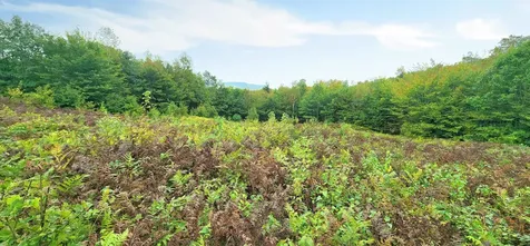 Lot 26 Skyline Drive Hebron NH 03241