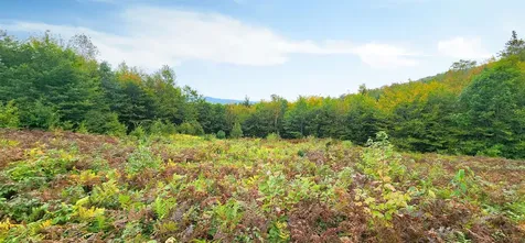 Lot 26 Skyline Drive Hebron NH 03241