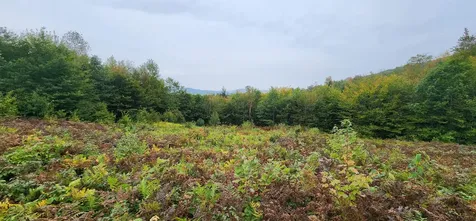 Lot 26 Skyline Drive Hebron NH 03241