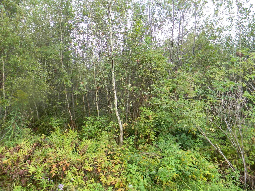 170 S Whitefield Road Whitefield NH 03598
