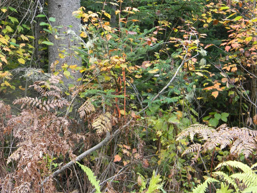 170 S Whitefield Road Whitefield NH 03598