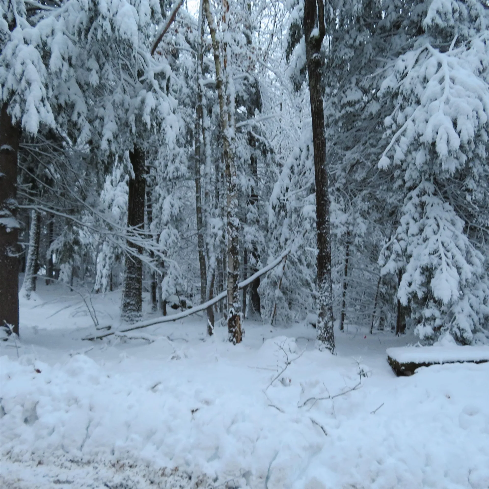 Lot 67 Sandwich Slopes Road Sandwich NH 03227