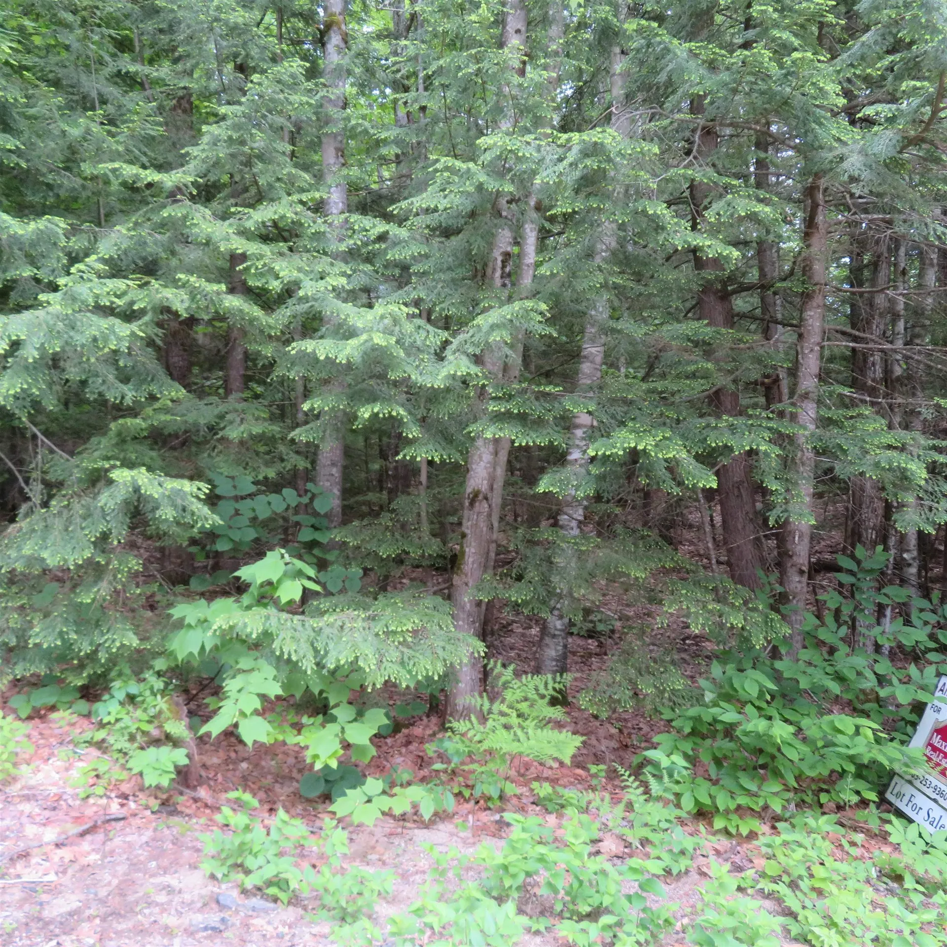 Lot 67 Sandwich Slopes Road Sandwich NH 03227