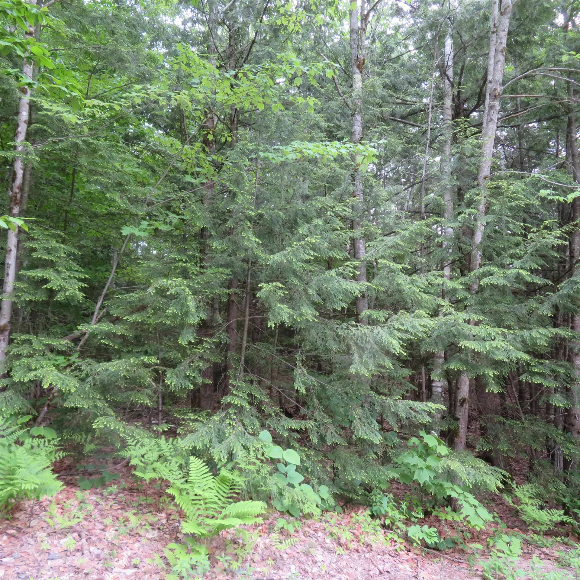 Lot 67 Sandwich Slopes Road Sandwich NH 03227