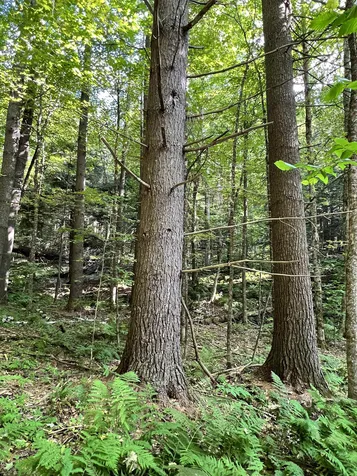253 Garvin Hill Road Hartland VT 05048