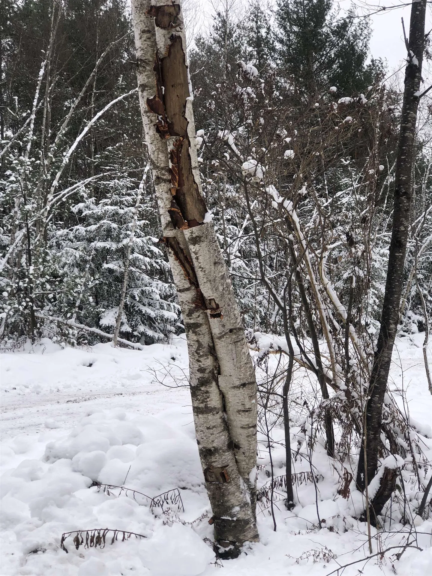 88 Lorraine Lane Hyde Park VT 05655