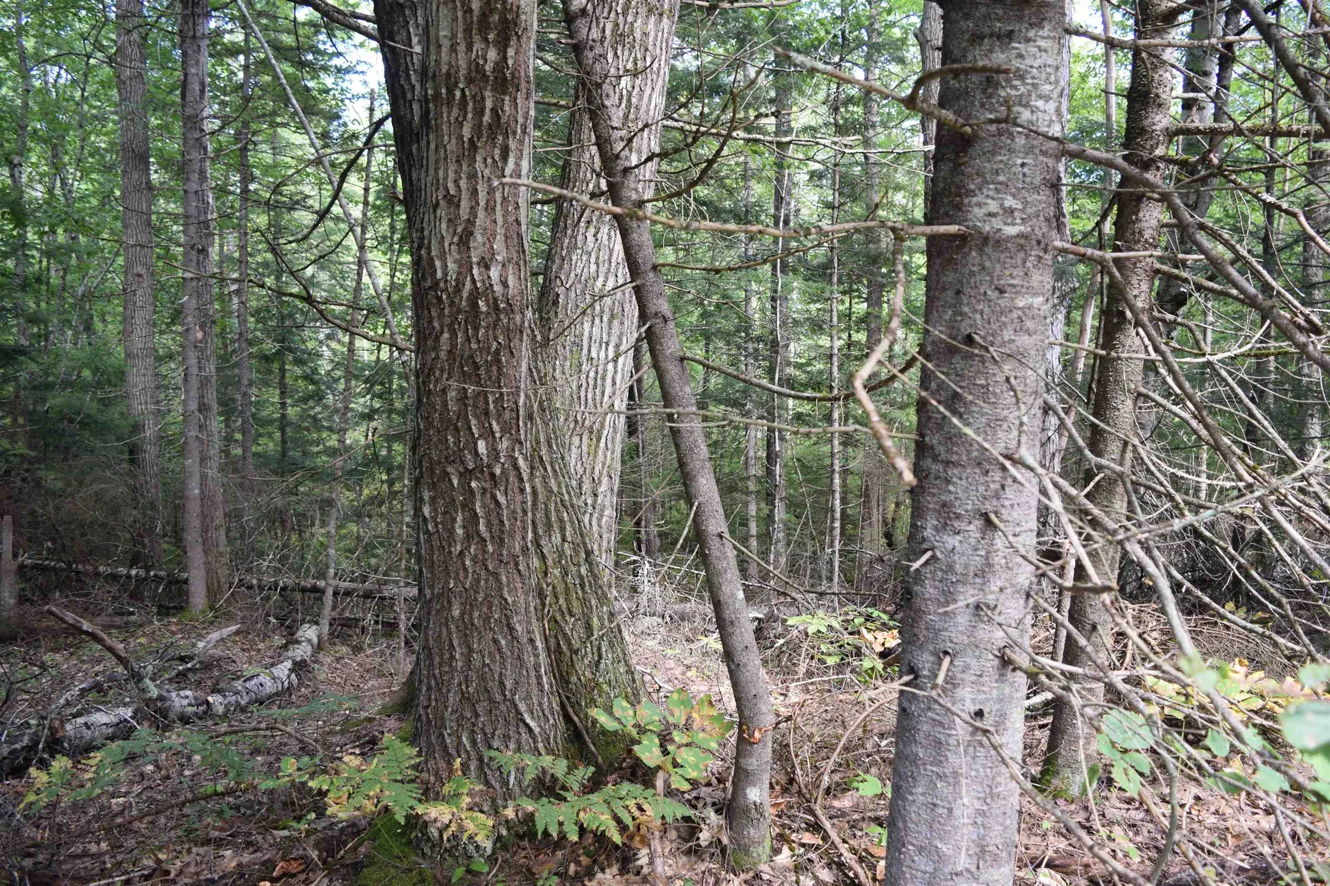 Lot 147 Valley Road Haverhill NH 03765