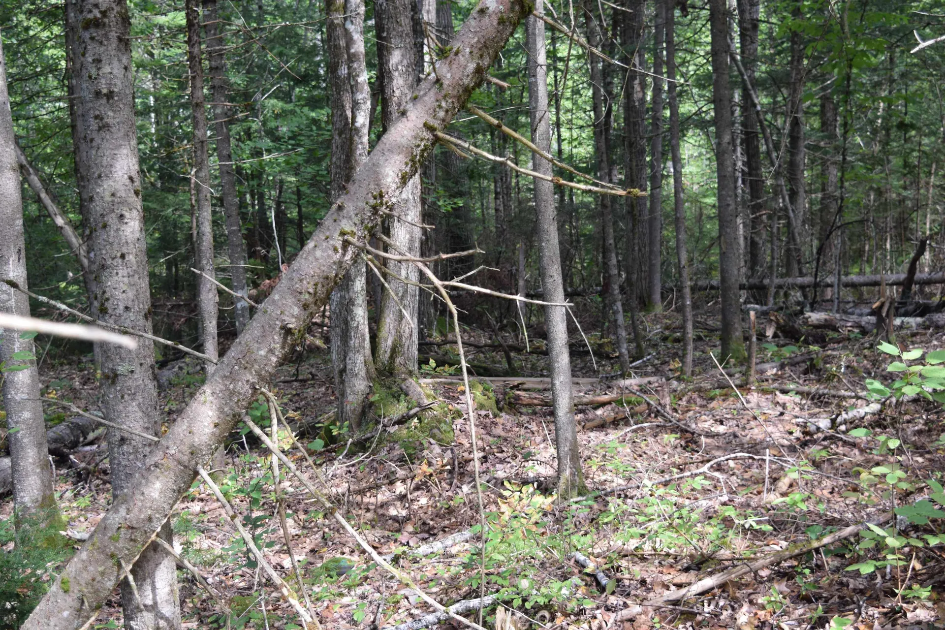 Lot 147 Valley Road Haverhill NH 03765