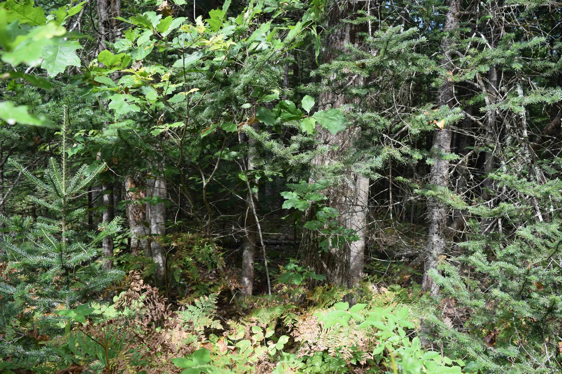 Lot 147 Valley Road Haverhill NH 03765