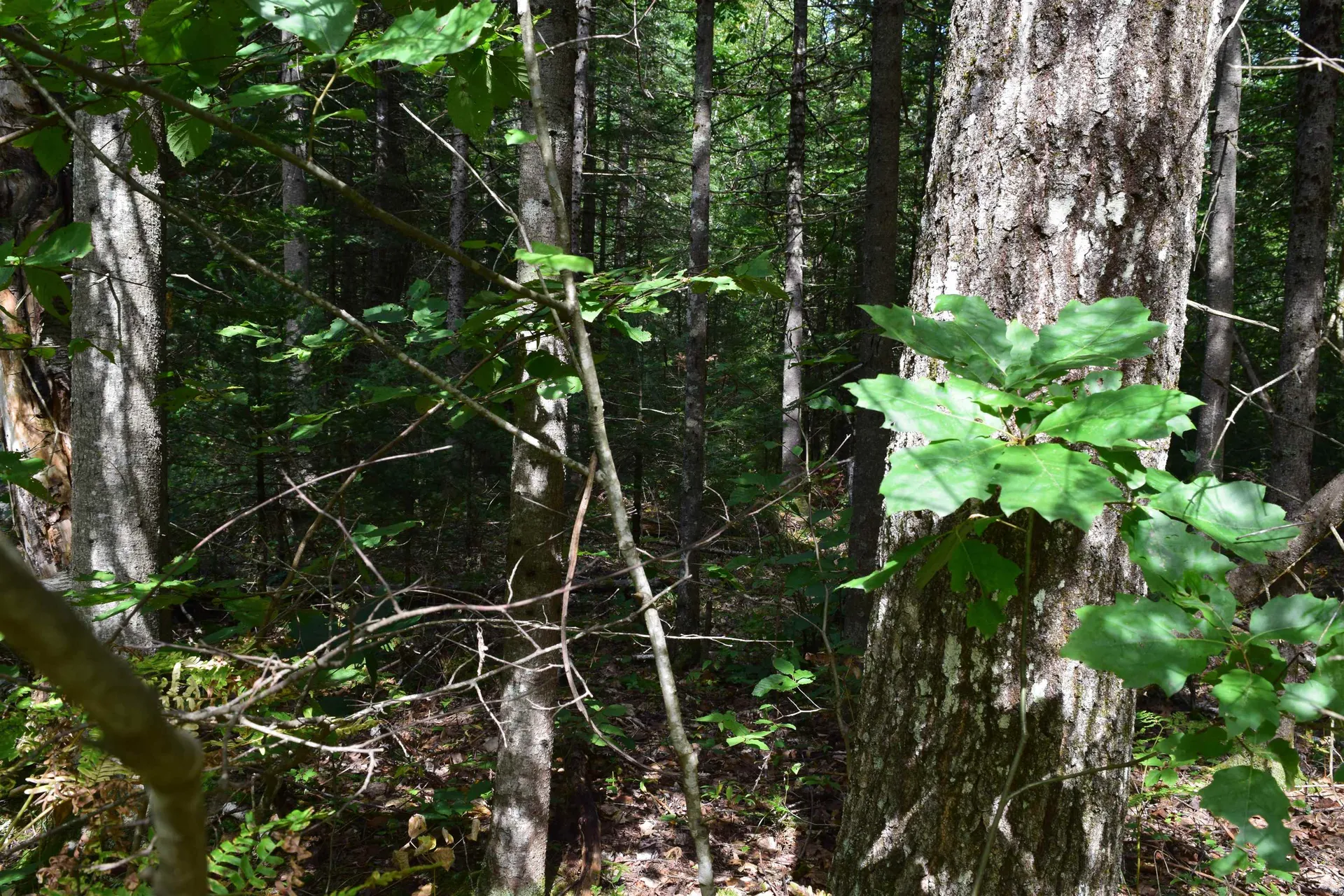 Lot 147 Valley Road Haverhill NH 03765