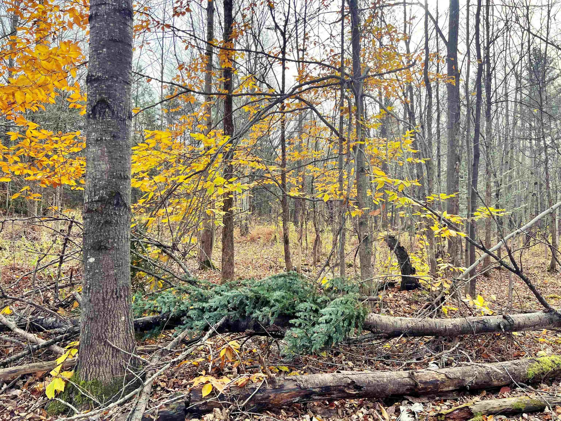 780 Vance Hill Road Newport Town VT 05857