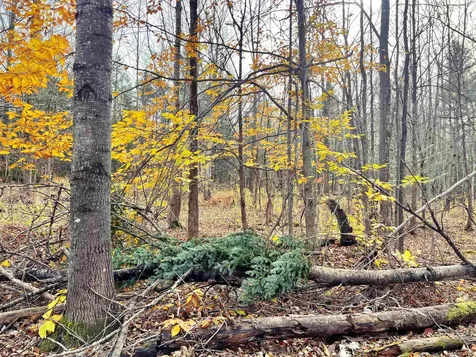 780 Vance Hill Road Newport Town VT 05857