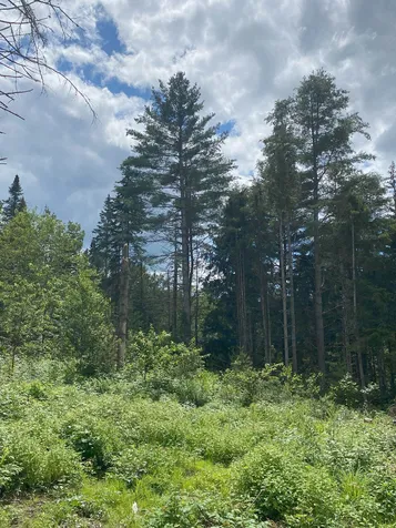 0 Collar Hill Road Worcester VT 05682