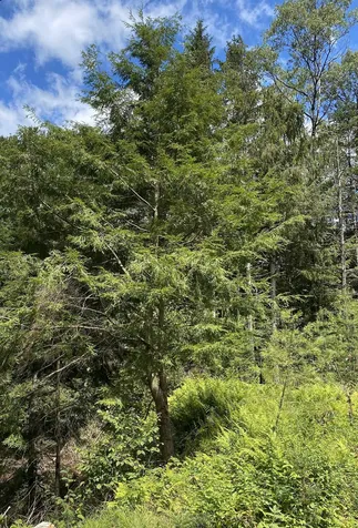 0 Collar Hill Road Worcester VT 05682