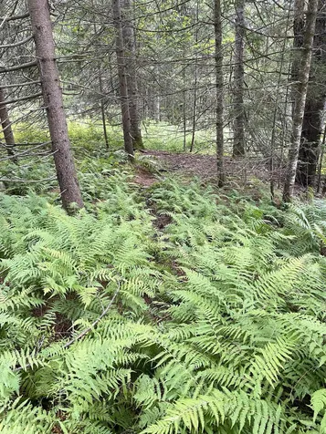 0 Collar Hill Road Worcester VT 05682