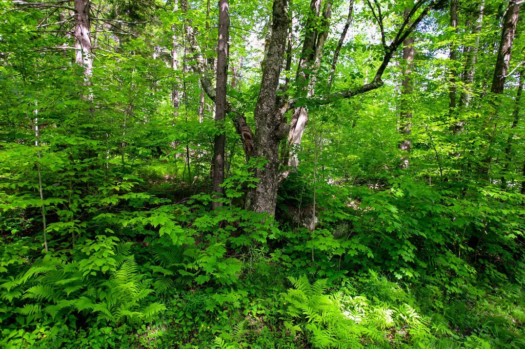 1628 Austin Hill Road Rochester VT 05767