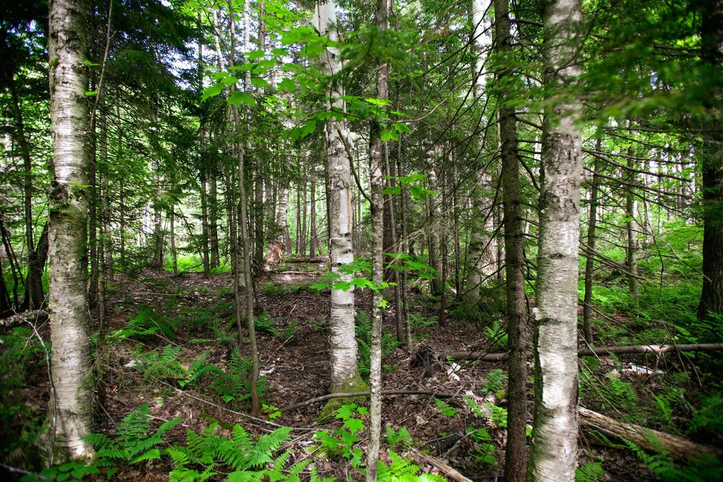 1628 Austin Hill Road Rochester VT 05767