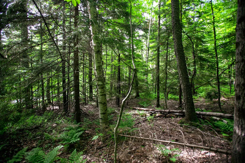 1628 Austin Hill Road Rochester VT 05767