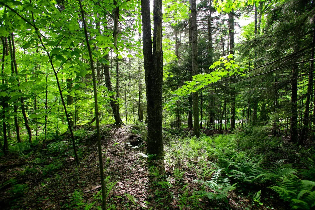 1628 Austin Hill Road Rochester VT 05767