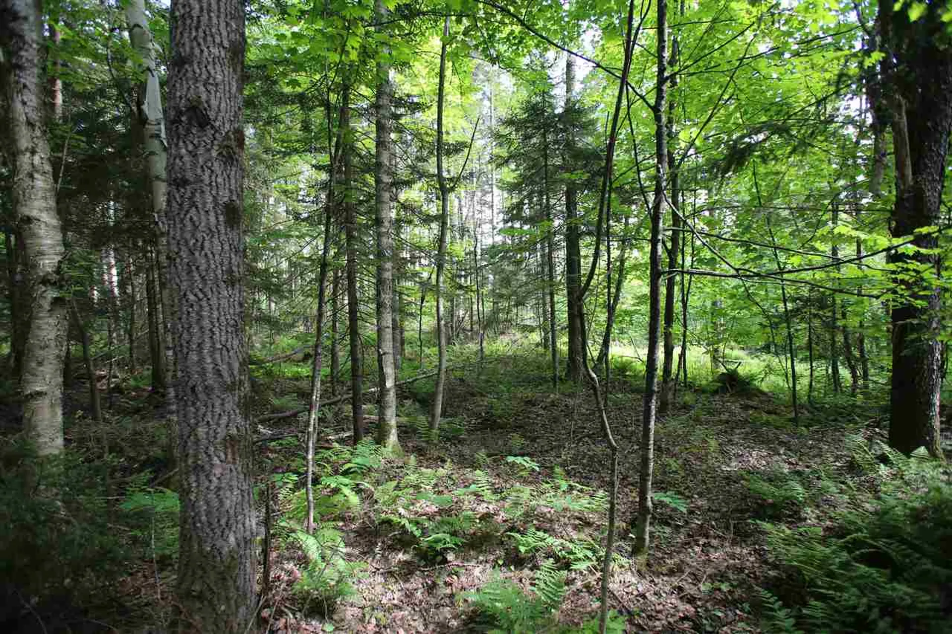 1628 Austin Hill Road Rochester VT 05767