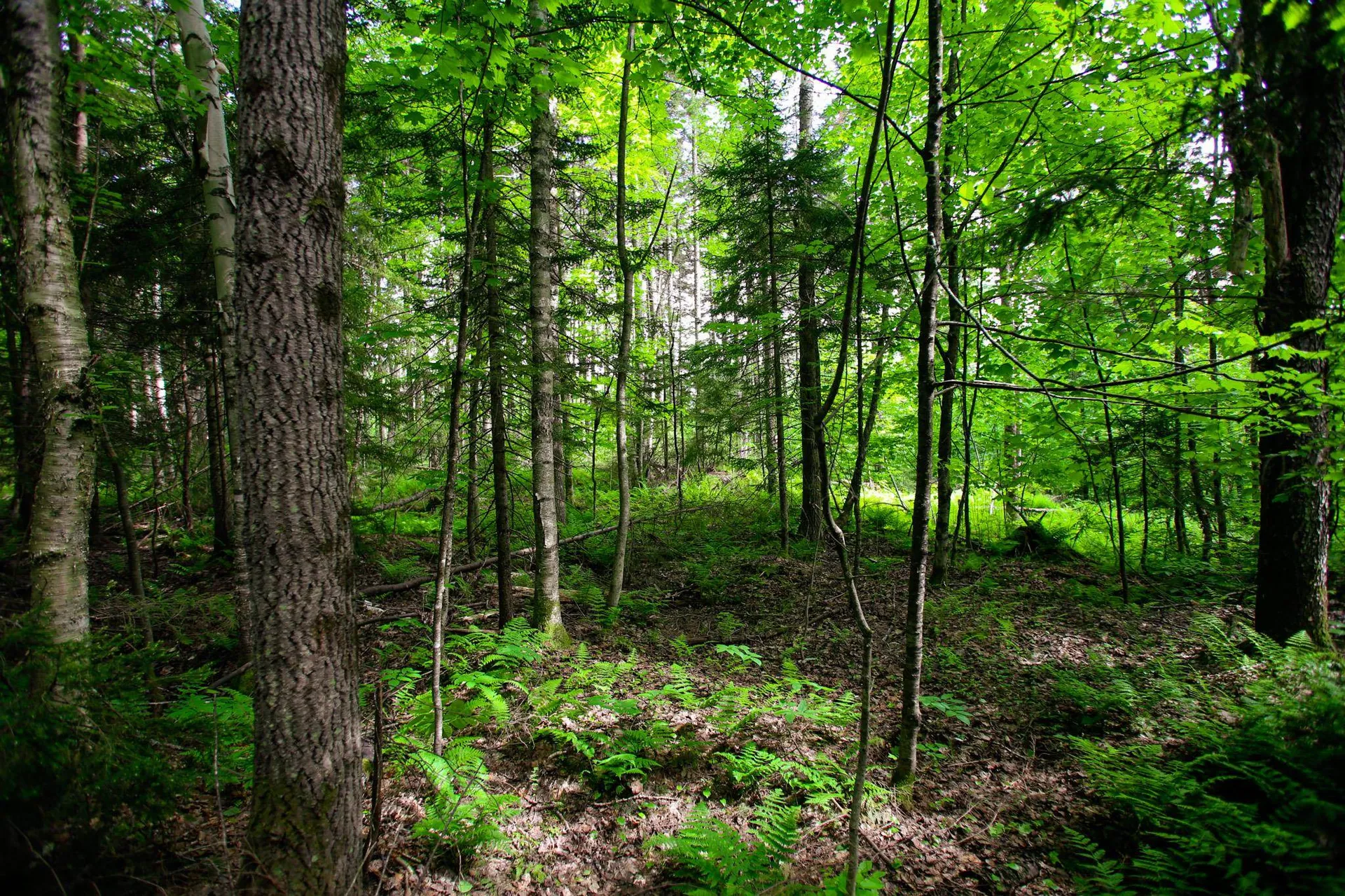 1628 Austin Hill Road Rochester VT 05767
