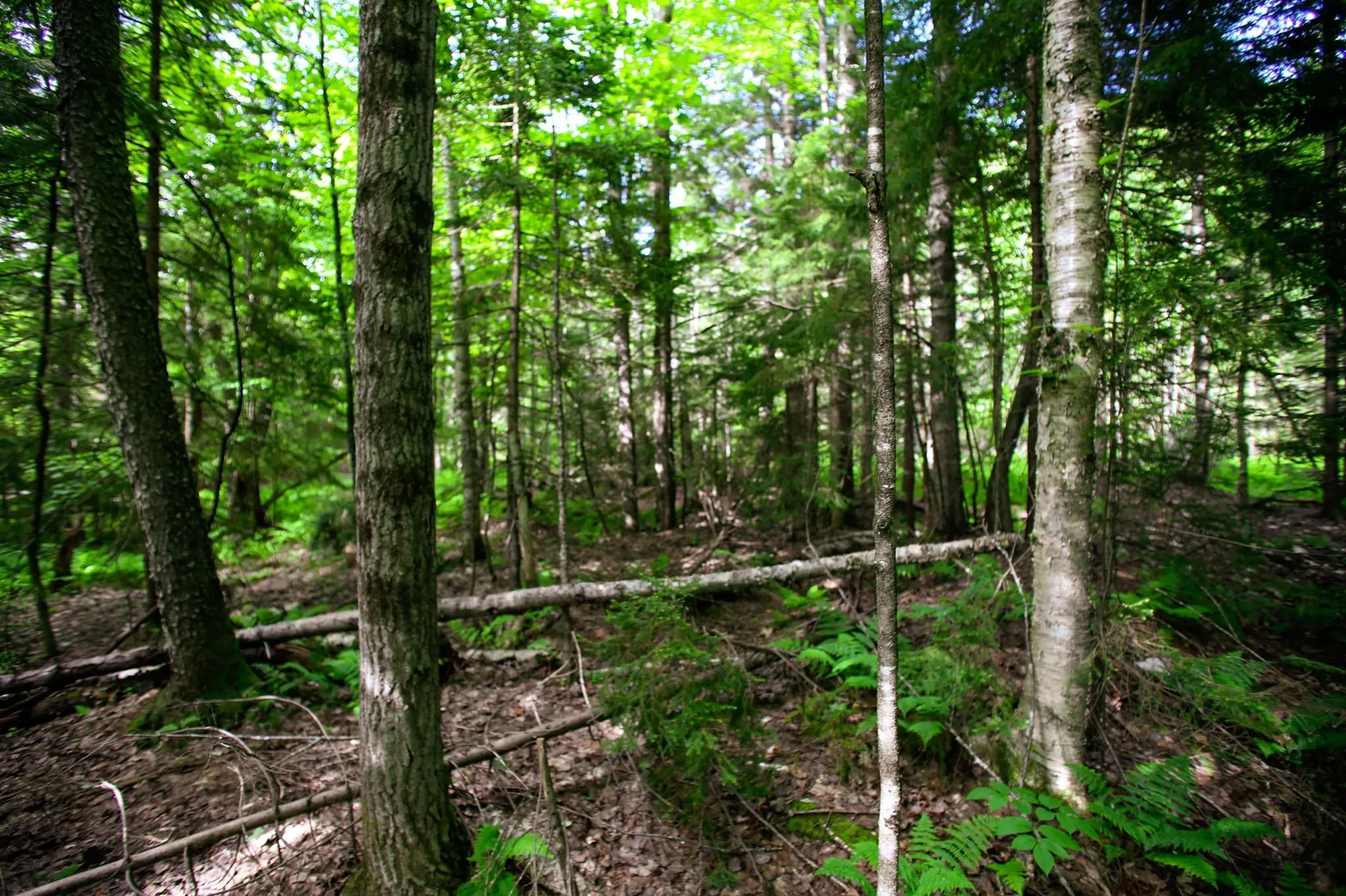 1628 Austin Hill Road Rochester VT 05767