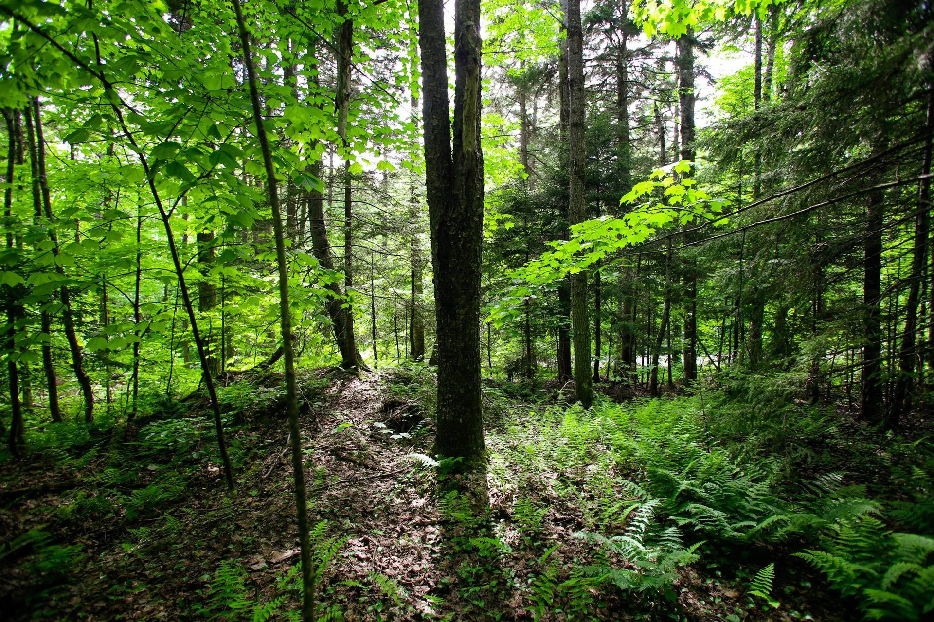 1628 Austin Hill Road Rochester VT 05767