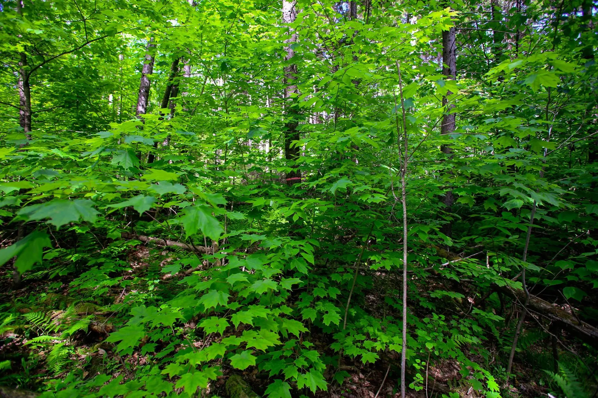 1628 Austin Hill Road Rochester VT 05767
