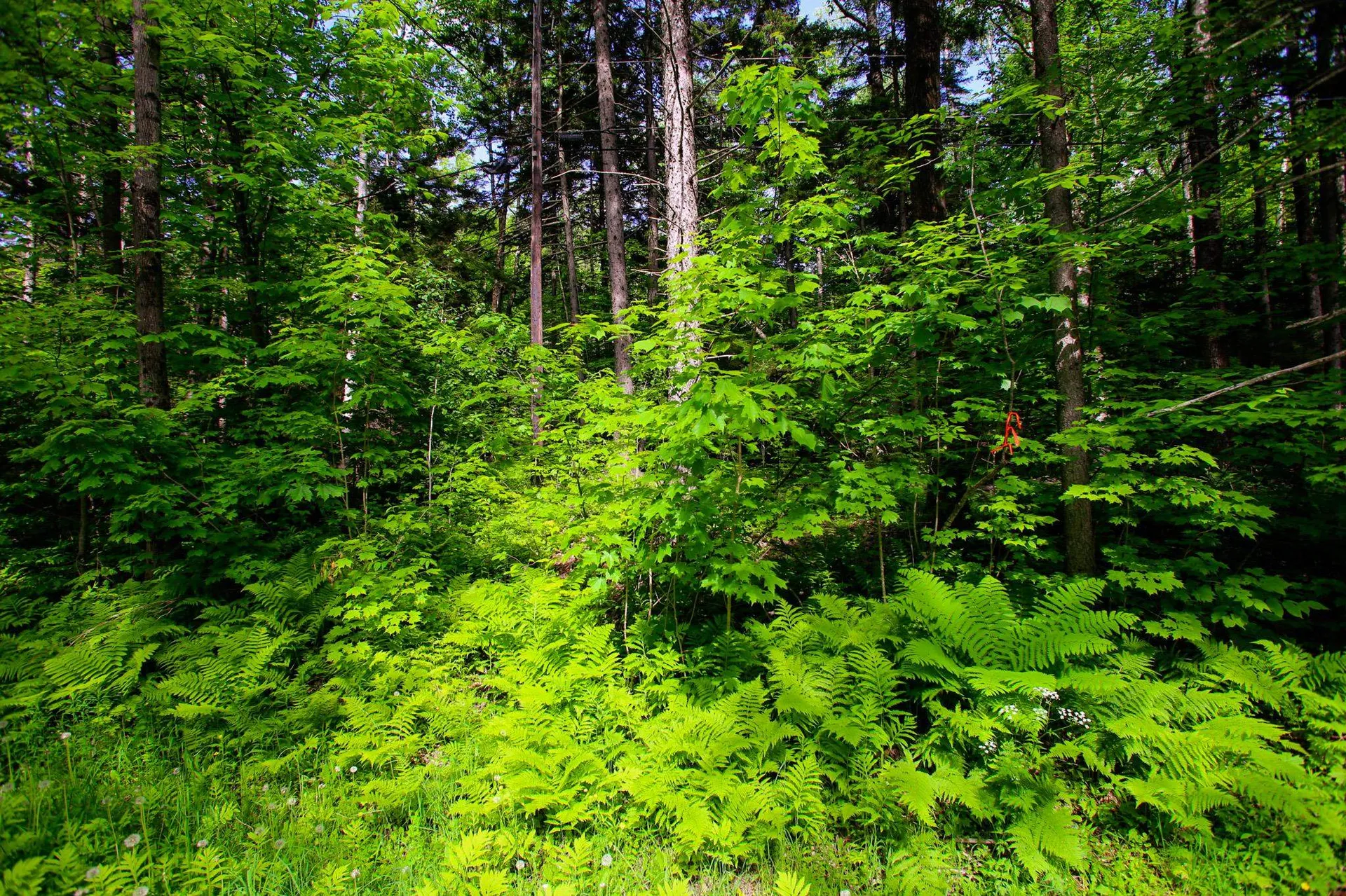 1628 Austin Hill Road Rochester VT 05767