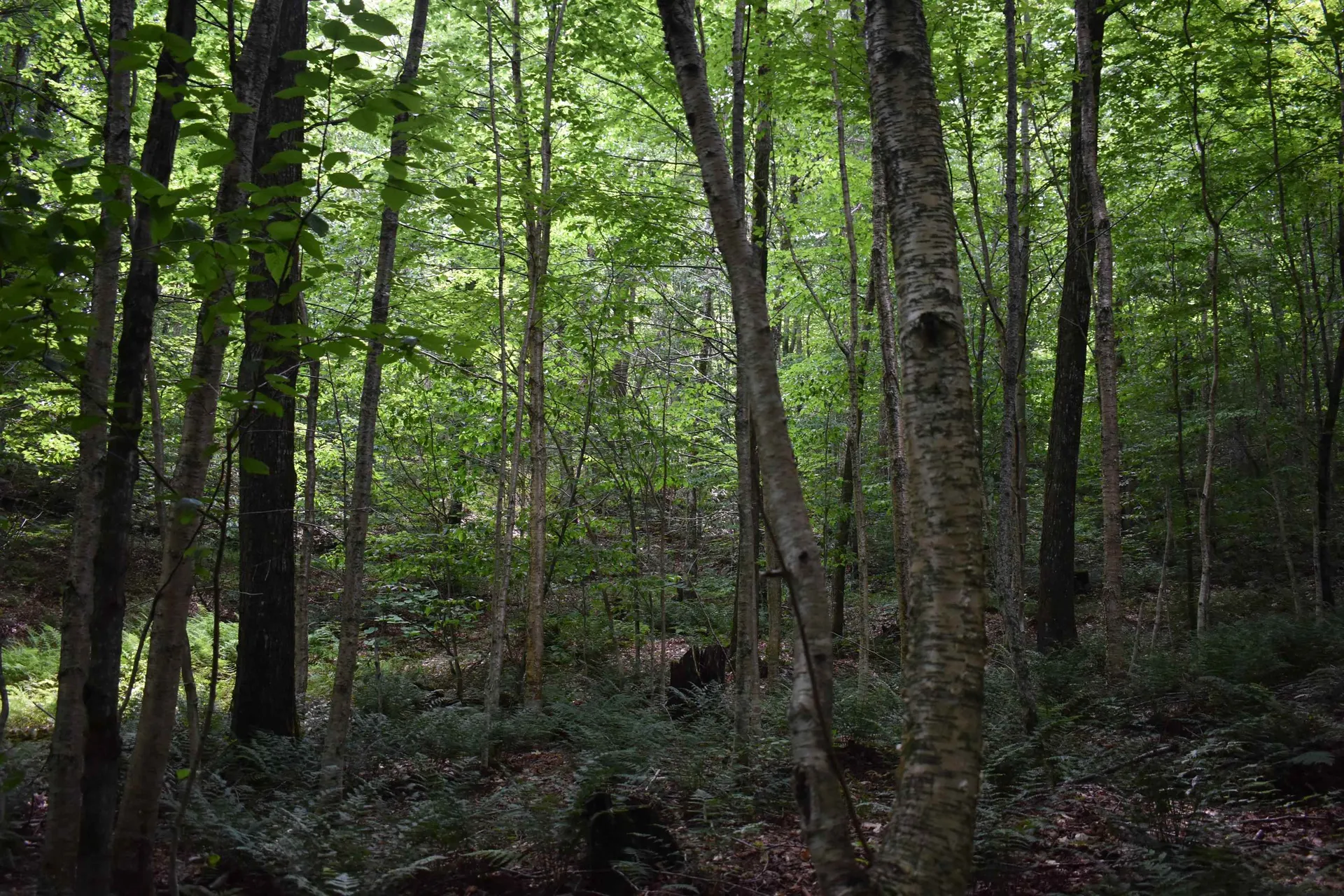 4678 South Main Street Montgomery VT 05471