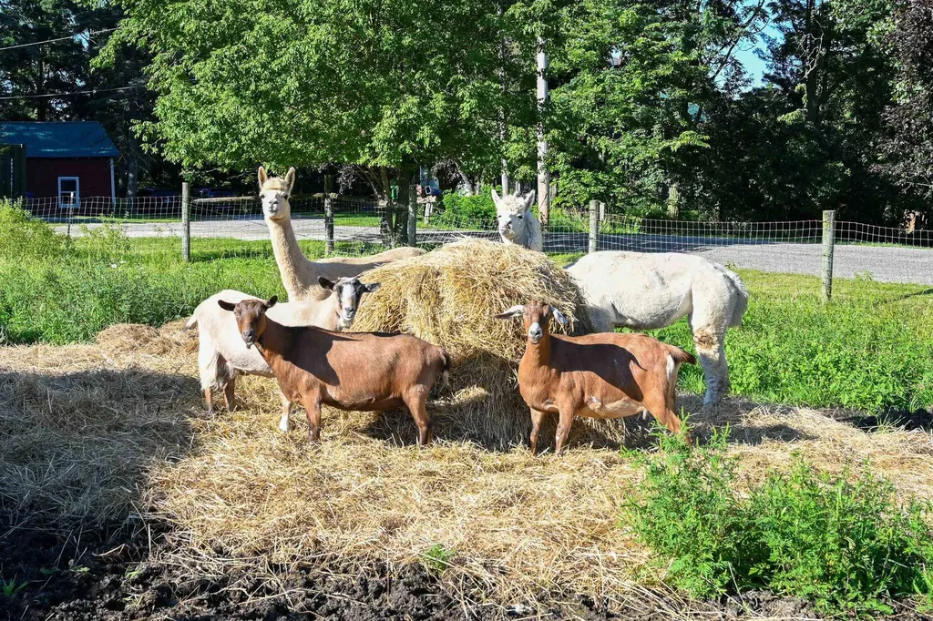 155 Burnham Drive Waltham VT 05491