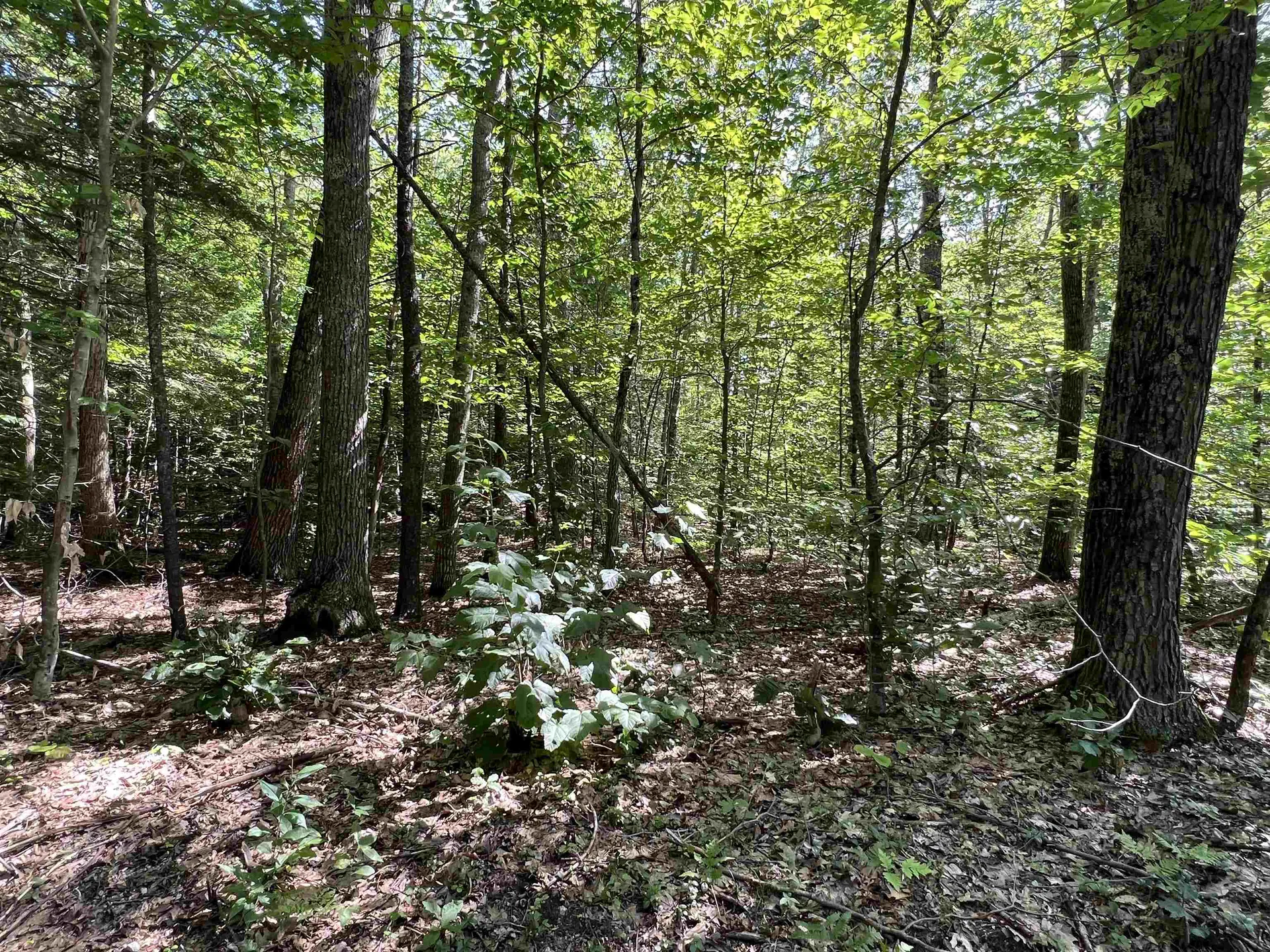 Lot 167 Deer Meadow Road Webster NH 03303