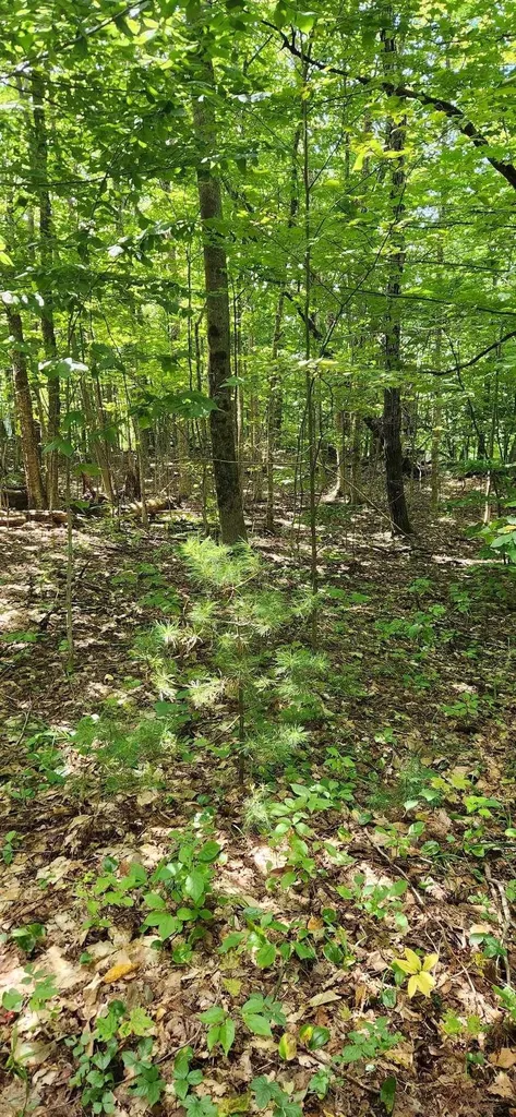 0 Stackpole Road Barnard VT 05031