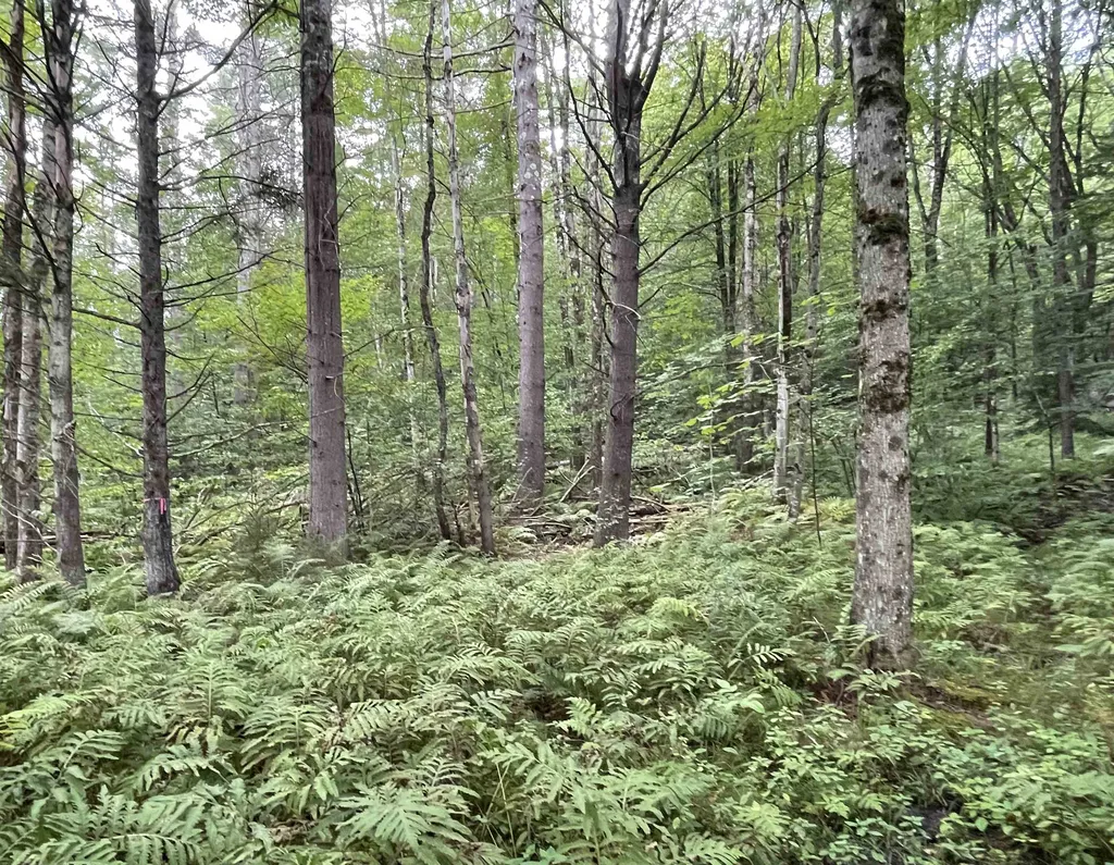 724 York Hill Road Lincoln VT 05443
