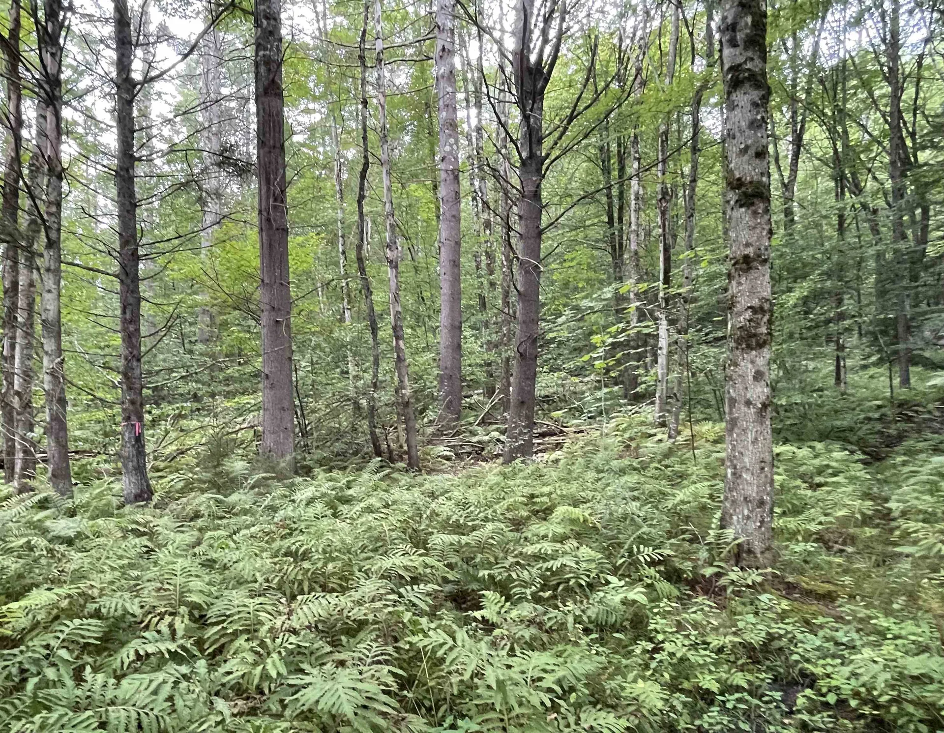 724 York Hill Road Lincoln VT 05443