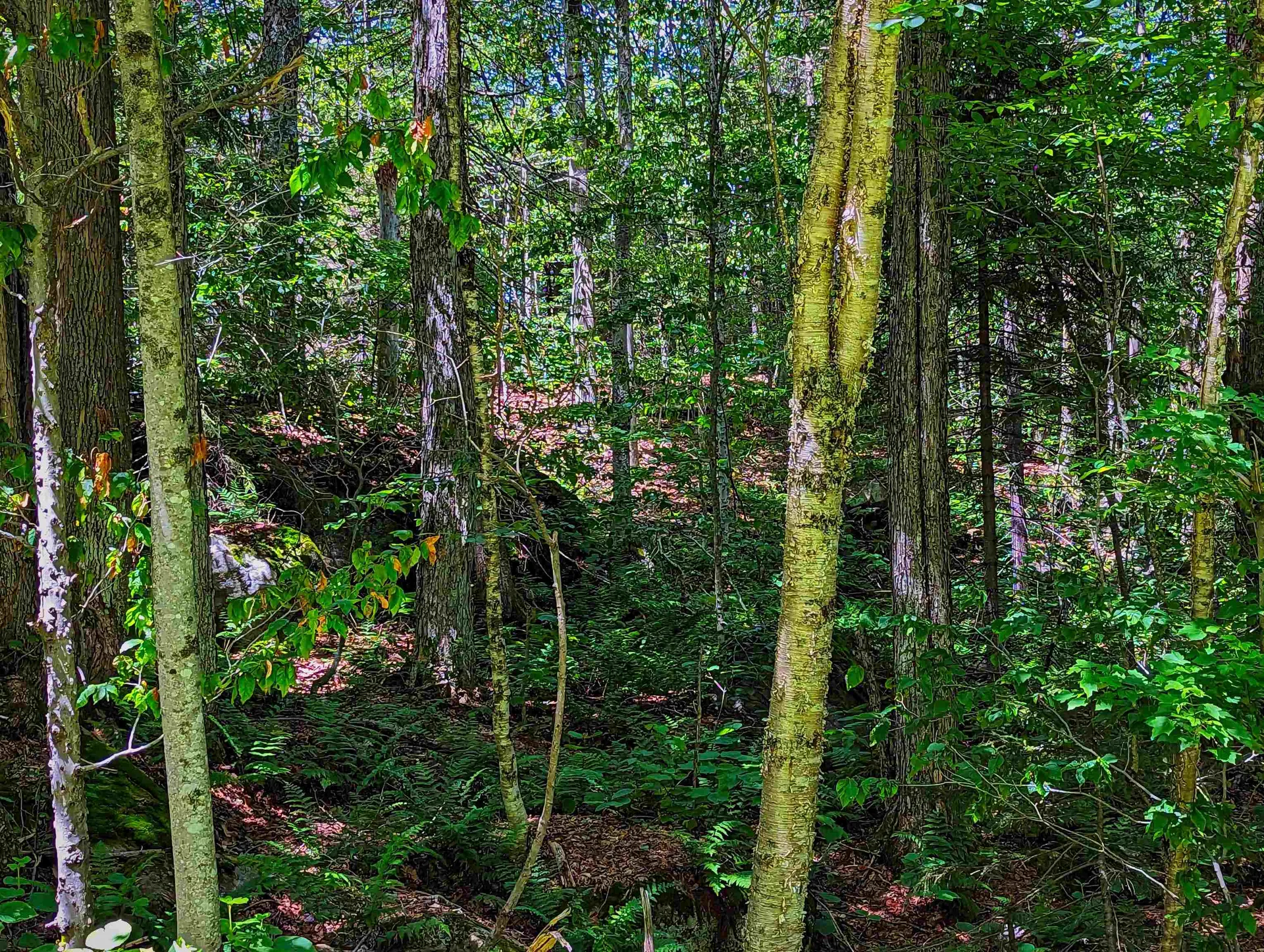 Alpenwald Lane Readsboro VT 05350