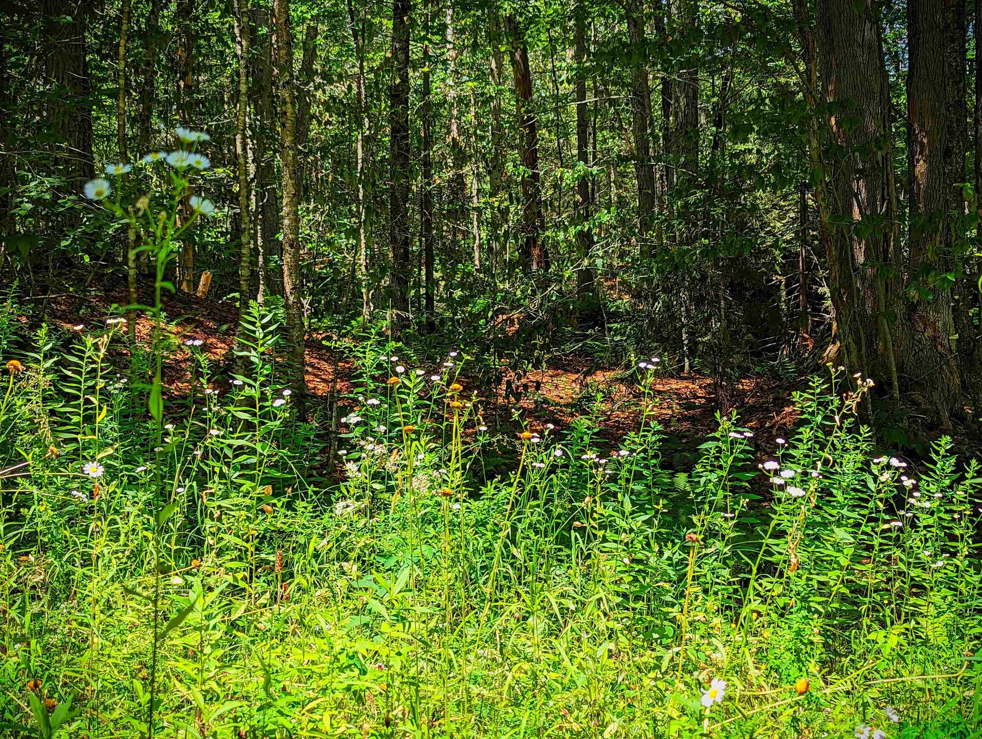Alpenwald Lane Readsboro VT 05350