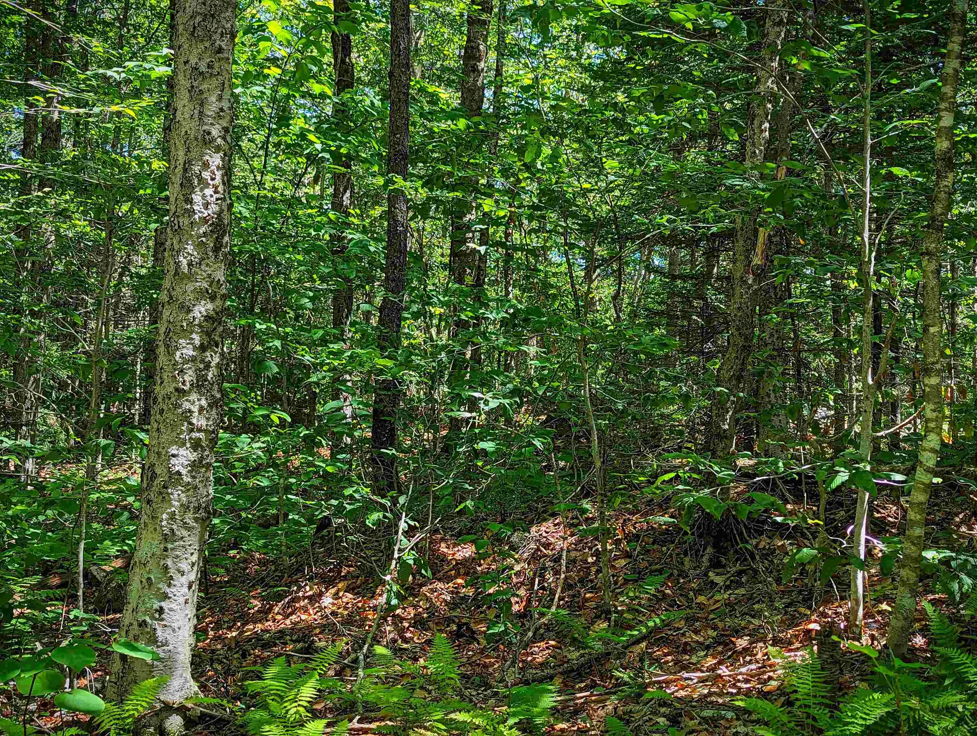 Alpenwald Lane Readsboro VT 05350