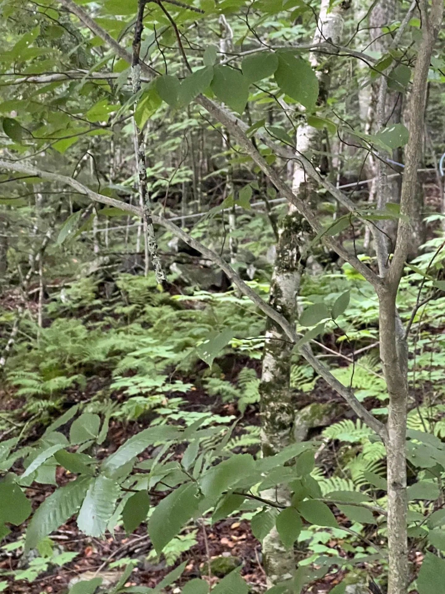 Ellsworth Hill Road Campton NH 03223