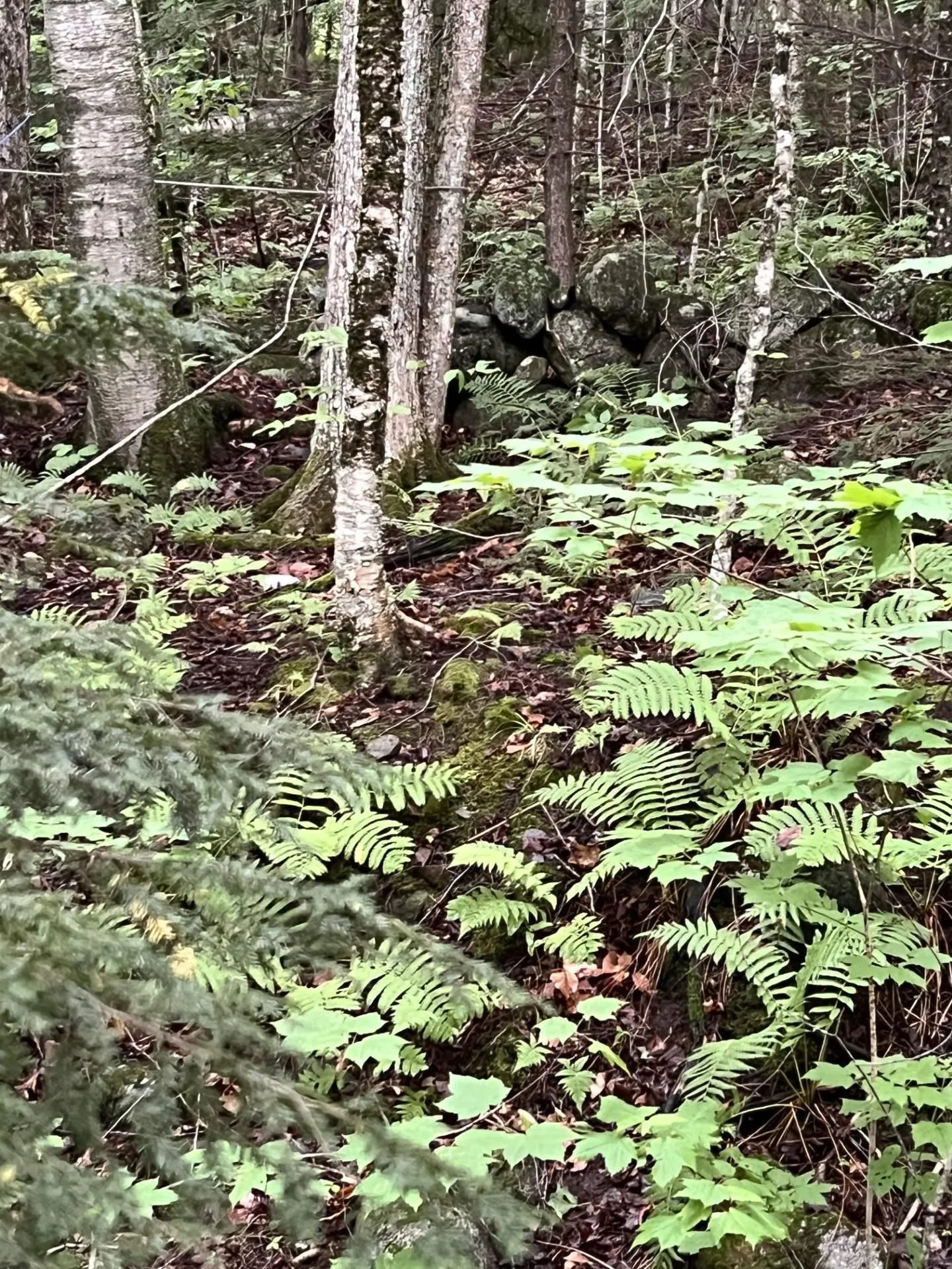 Ellsworth Hill Road Campton NH 03223