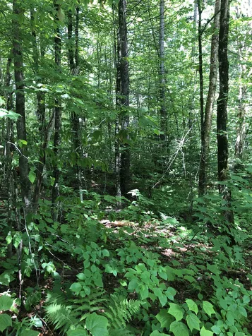 60 Ellis Brook Road Dover VT 05356
