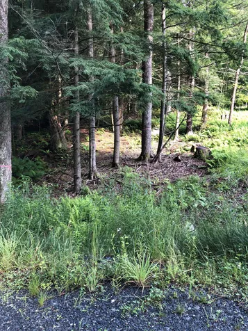 103 Spring Drive Cambridge VT 05464