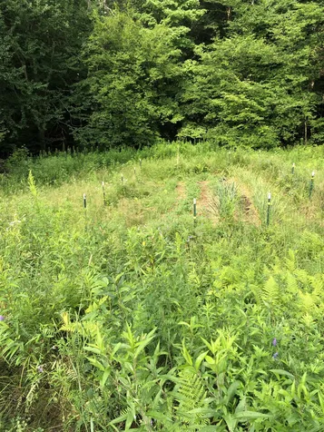 103 Spring Drive Cambridge VT 05464