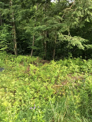 103 Spring Drive Cambridge VT 05464