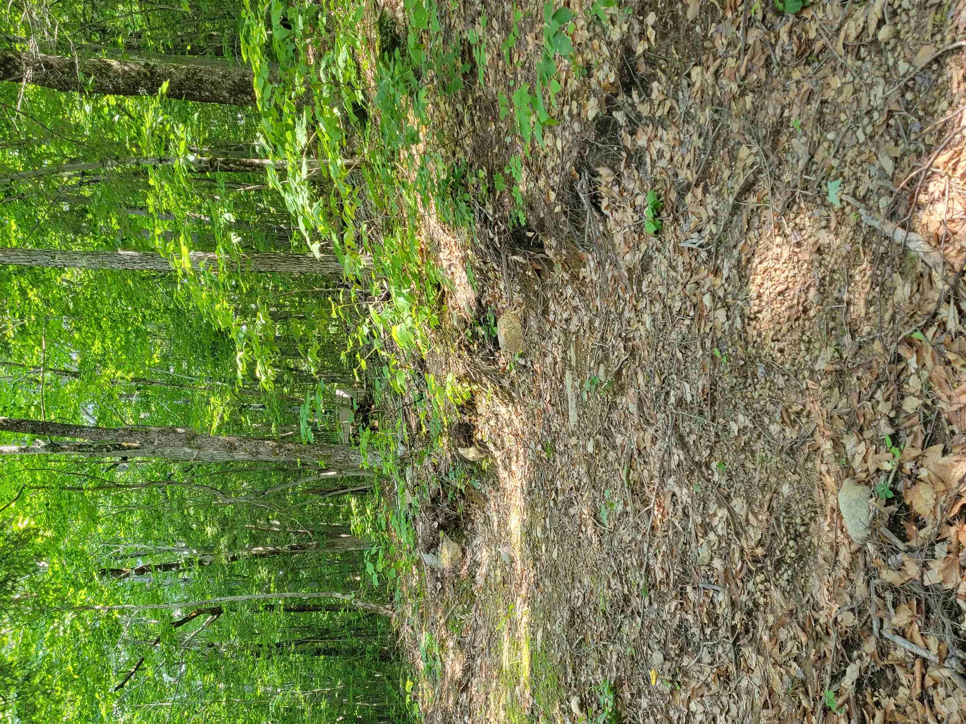 24 Appenvel Way Madison NH 03849