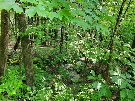 110 Beaver Pond Road Dummerston VT 05301