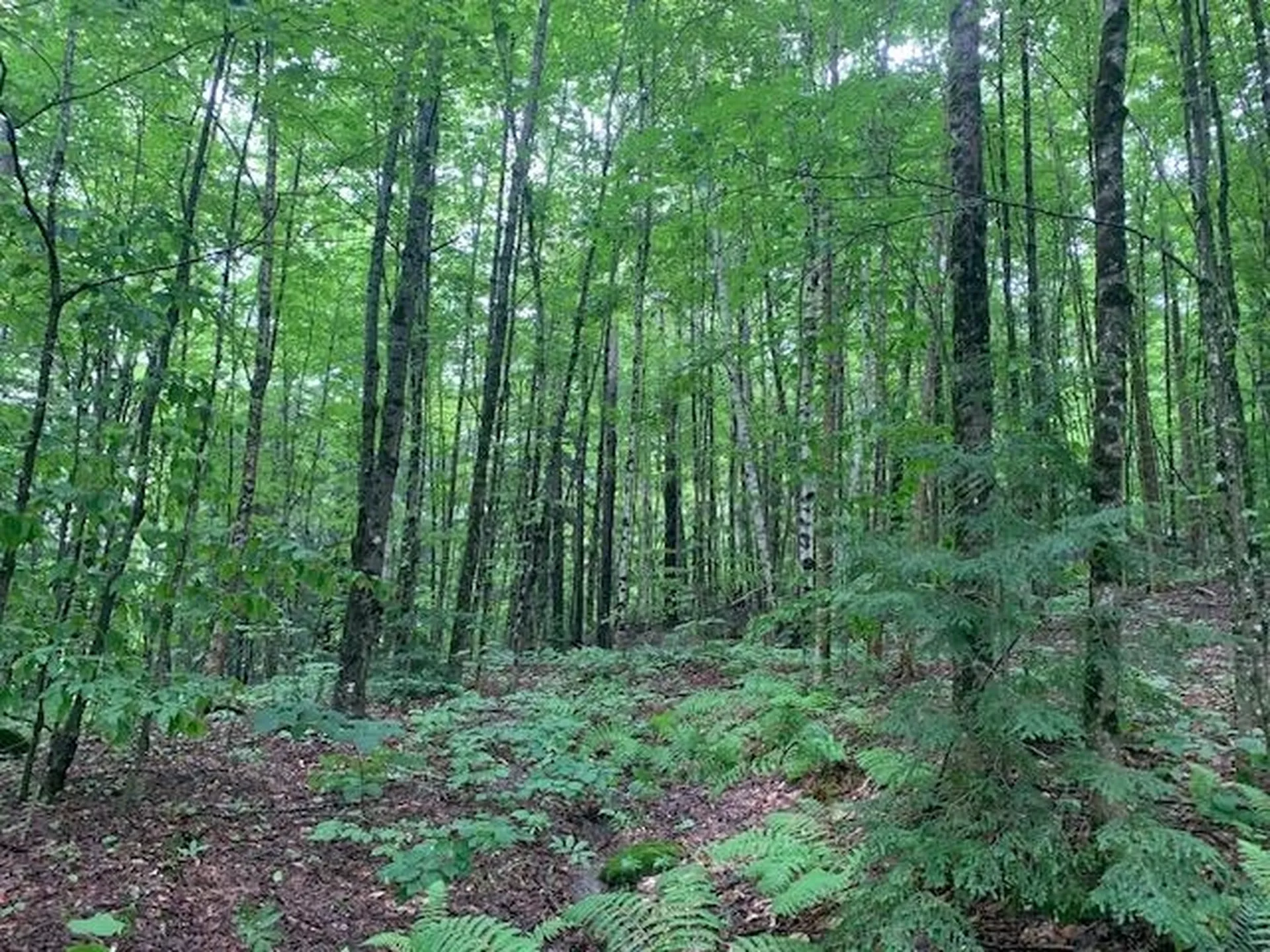 1844 Lime Pond Road Barnard VT 05031